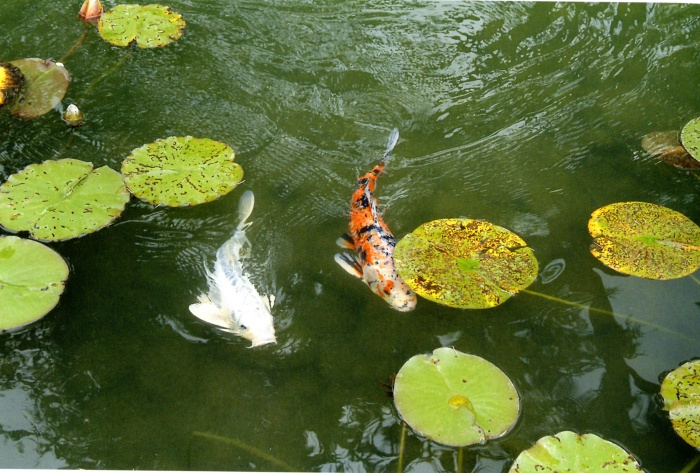 Jardin Albert KAHN : poissons